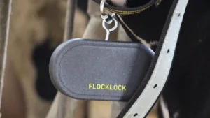 Šedá chytrá známka pro dobytek FLOCKLOCK připevněná k obojku