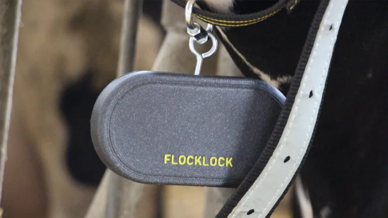 Šedá chytrá známka pro dobytek FLOCKLOCK připevněná k obojku