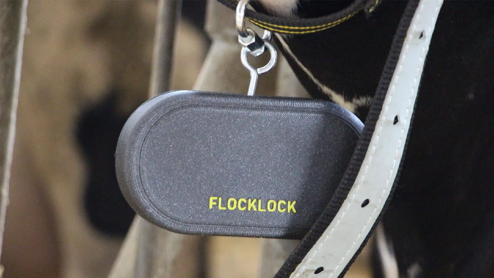 Šedá chytrá známka FLOCCLOCK připevněná k obojku zvířete