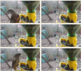 Fotografie opeřence na krmítku