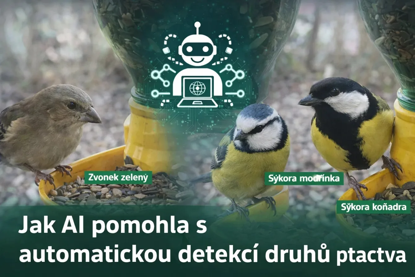 Učíme se používat automatizovanou obrazovou detekci s AI. Reálné použití na OnlyBirds.cz.